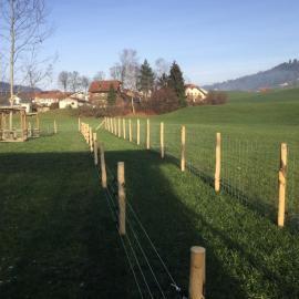 4Schweineauslauf